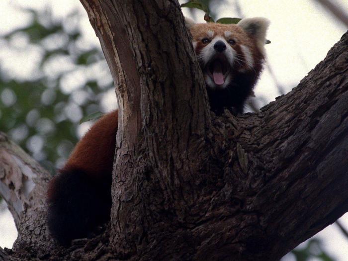 Intenta ver estas fotos de animales sin bostezar