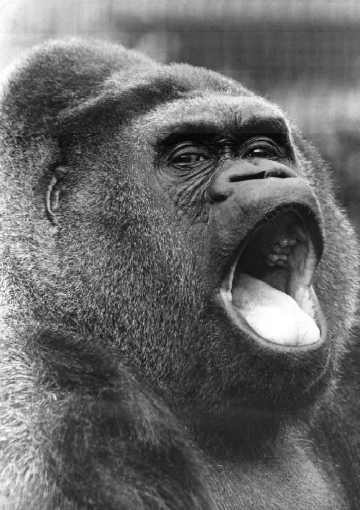 Intenta ver estas fotos de animales sin bostezar