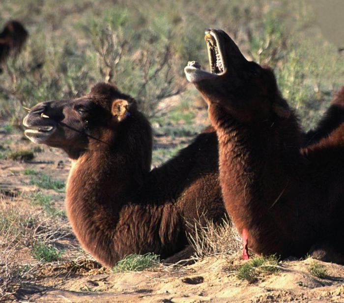 Intenta ver estas fotos de animales sin bostezar