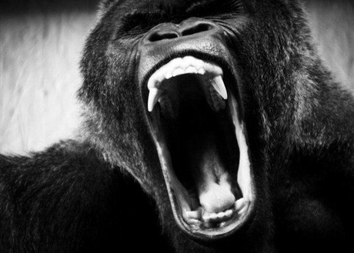 Intenta ver estas fotos de animales sin bostezar