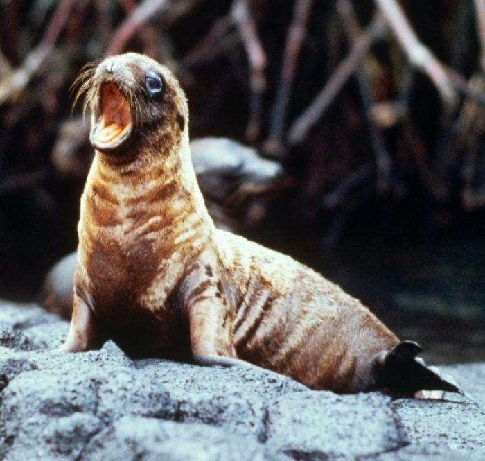 Intenta ver estas fotos de animales sin bostezar