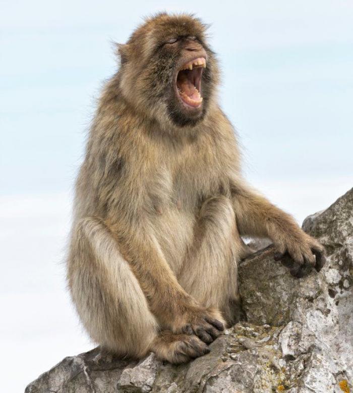 Intenta ver estas fotos de animales sin bostezar