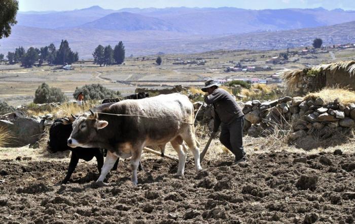 Carmelo Flores Laura, ¿el hombre vivo más viejo del mundo, con 123 años? (FOTOS)