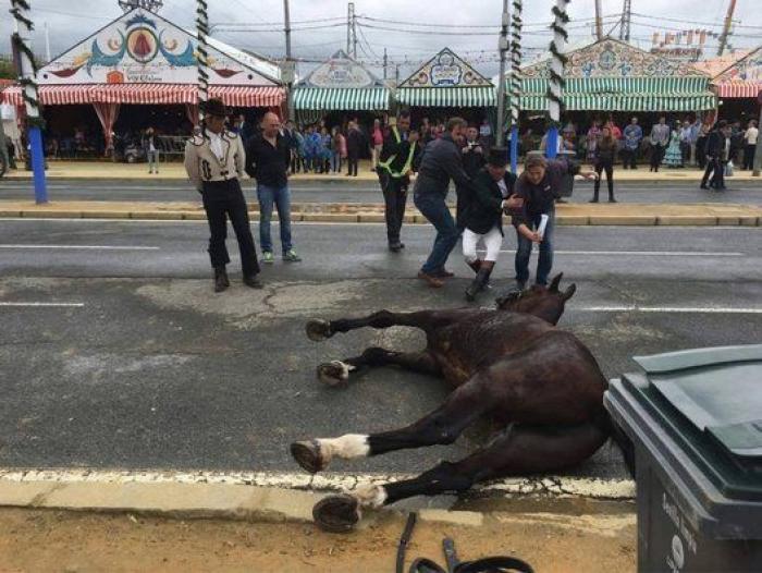 El PACMA denuncia la explotación de los caballos en la Feria de Sevilla