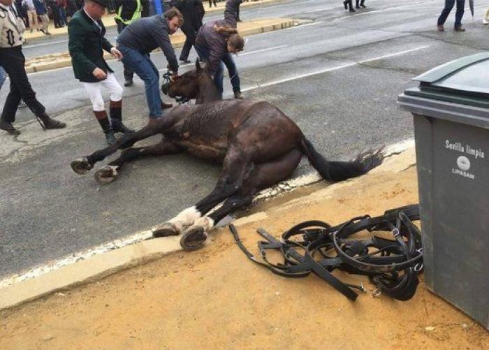 El PACMA denuncia la explotación de los caballos en la Feria de Sevilla