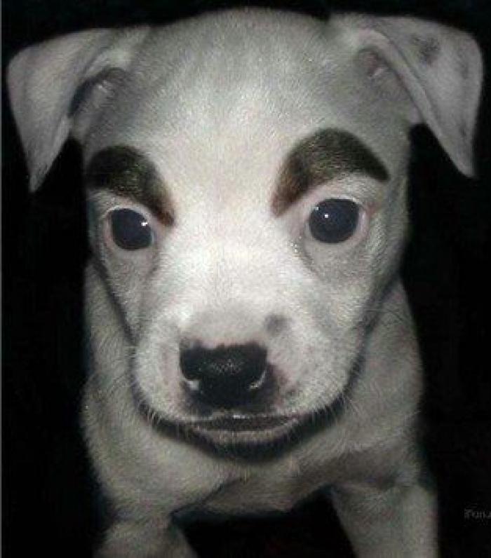 7 webs para reírse un rato (FOTOS)