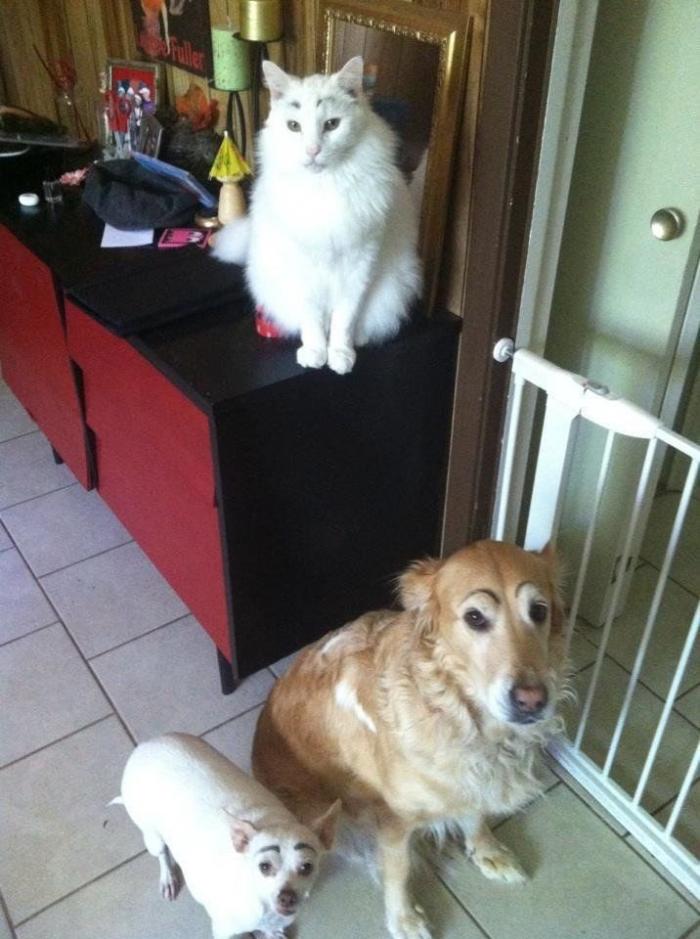 7 webs para reírse un rato (FOTOS)