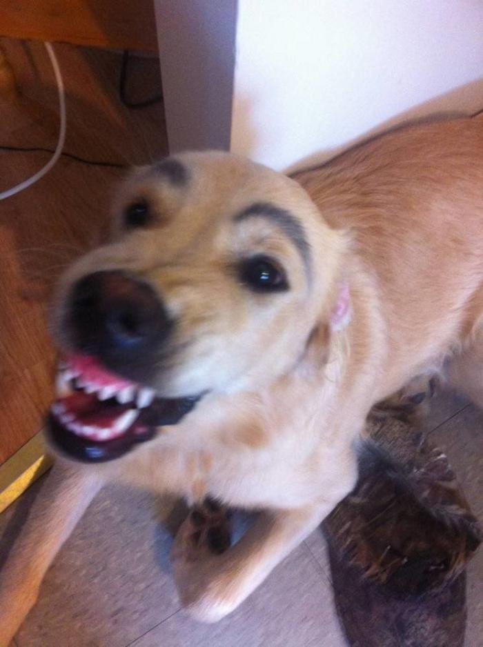 7 webs para reírse un rato (FOTOS)