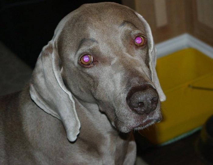 7 webs para reírse un rato (FOTOS)