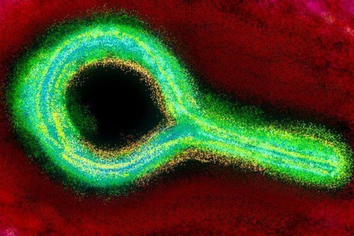 Doce meses, doce hitos científicos: así fue la ciencia en 2015