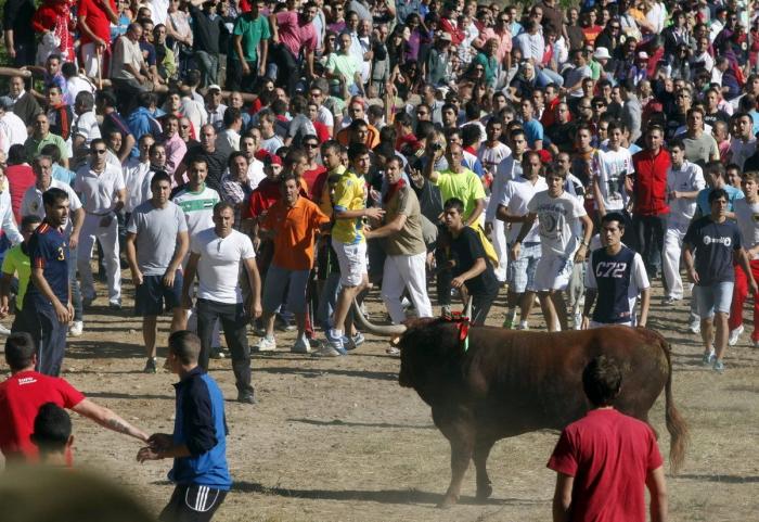 El PP rechaza en el Congreso legislar contra el maltrato animal y el Toro de la Vega
