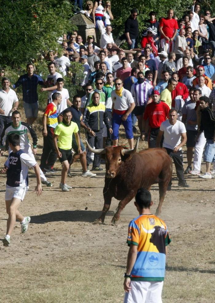 El PP rechaza en el Congreso legislar contra el maltrato animal y el Toro de la Vega