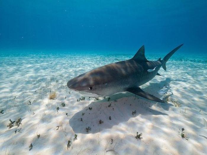 La historia de la humanidad contada por los océanos
