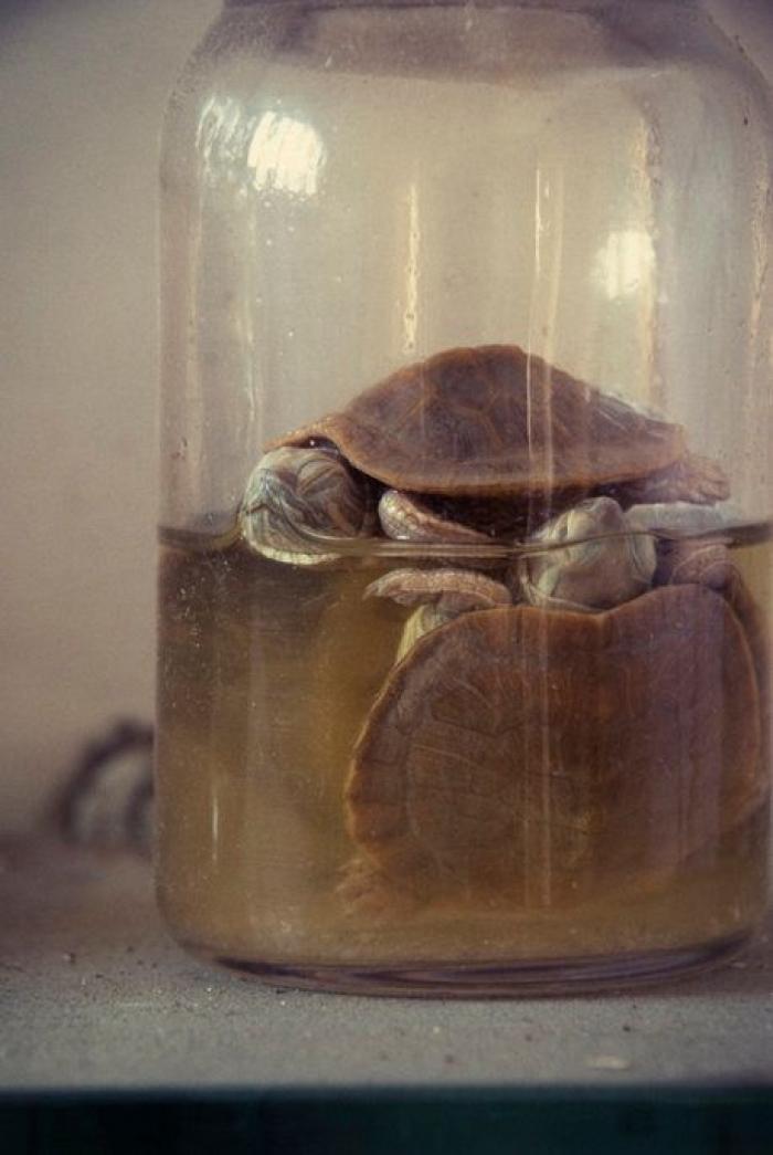 Goussainville-Vieux Pays: así se transforma un pueblo en una ciudad fantasma (FOTOS, GIFS)