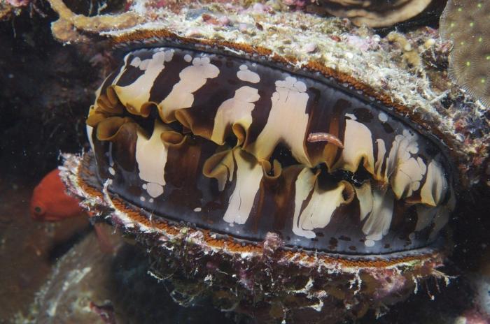 Efectos del cambio climático: la ONU prevé más sequías, inundaciones e incendios forestales en Europa