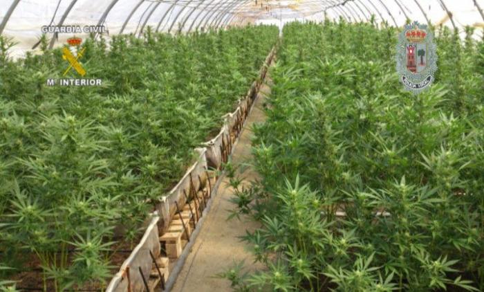 El cocodrilo no apareció, pero esto sí: encuentran una plantación de marihuana en Valladolid mientras buscaban al animal