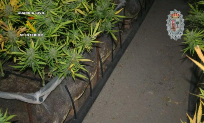El cocodrilo no apareció, pero esto sí: encuentran una plantación de marihuana en Valladolid mientras buscaban al animal