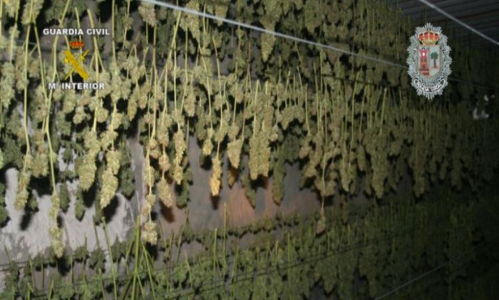 El cocodrilo no apareció, pero esto sí: encuentran una plantación de marihuana en Valladolid mientras buscaban al animal