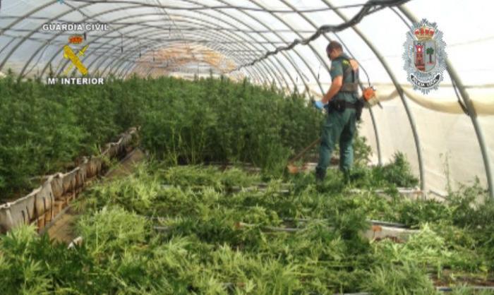 El cocodrilo no apareció, pero esto sí: encuentran una plantación de marihuana en Valladolid mientras buscaban al animal