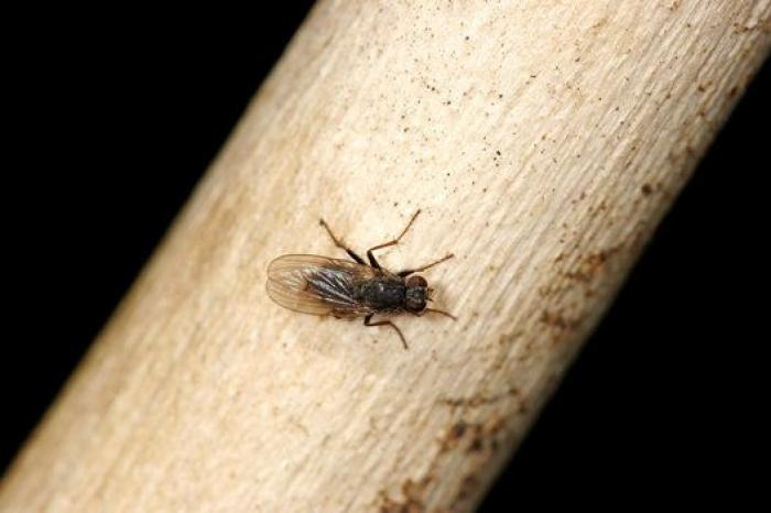 Cerveza para limpiar o para el cuidado personal: ocho usos alternativos de esta bebida (FOTOS)