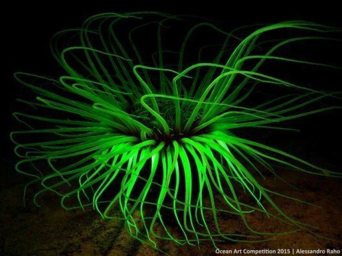 La caótica belleza del océano capturada en estas 15 impresionantes fotografías