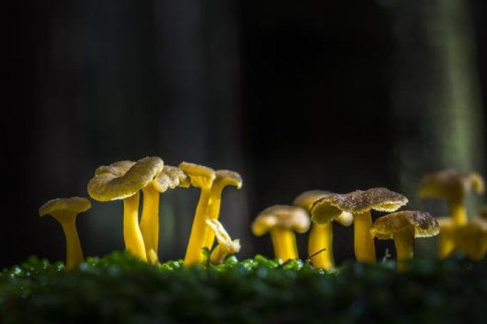 La "vida secreta" de los hongos, al descubierto gracias a la ciencia