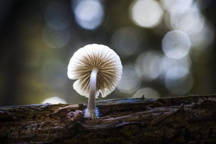 La "vida secreta" de los hongos, al descubierto gracias a la ciencia