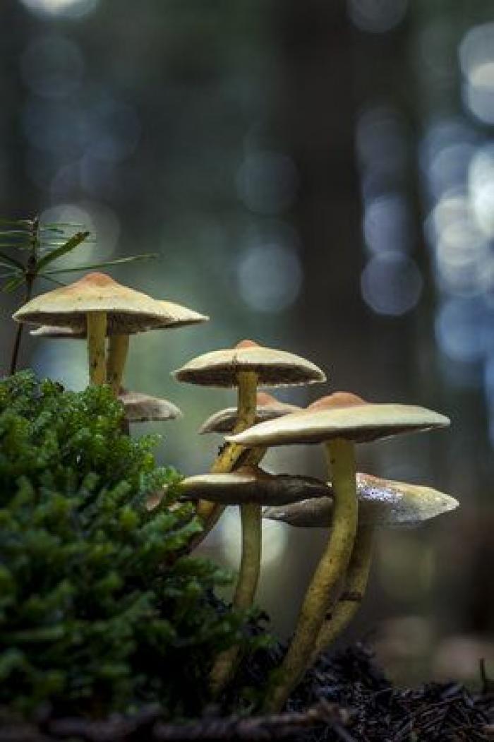 La "vida secreta" de los hongos, al descubierto gracias a la ciencia