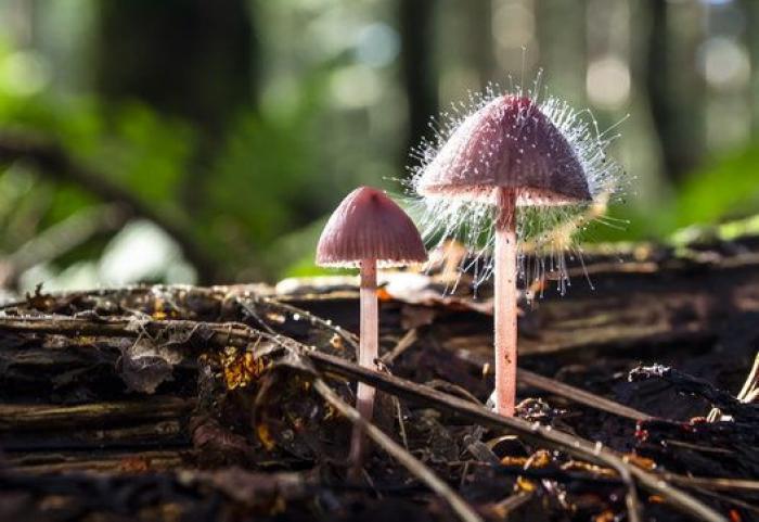 La "vida secreta" de los hongos, al descubierto gracias a la ciencia