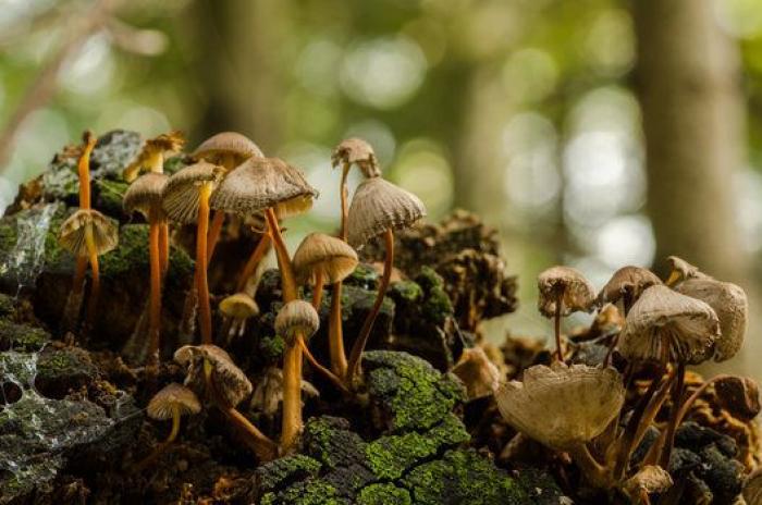 La "vida secreta" de los hongos, al descubierto gracias a la ciencia