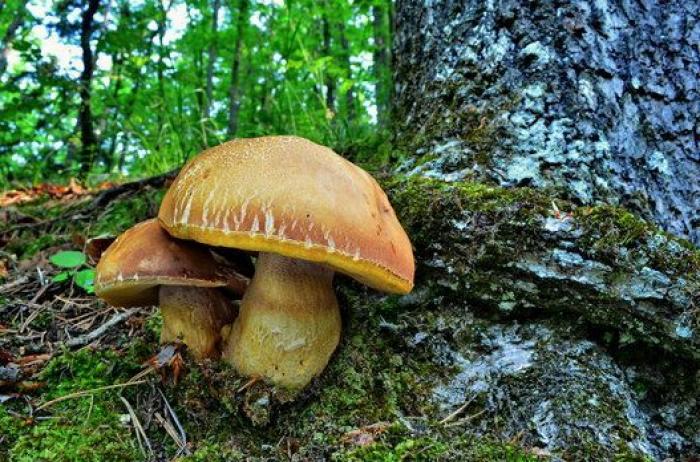 La "vida secreta" de los hongos, al descubierto gracias a la ciencia