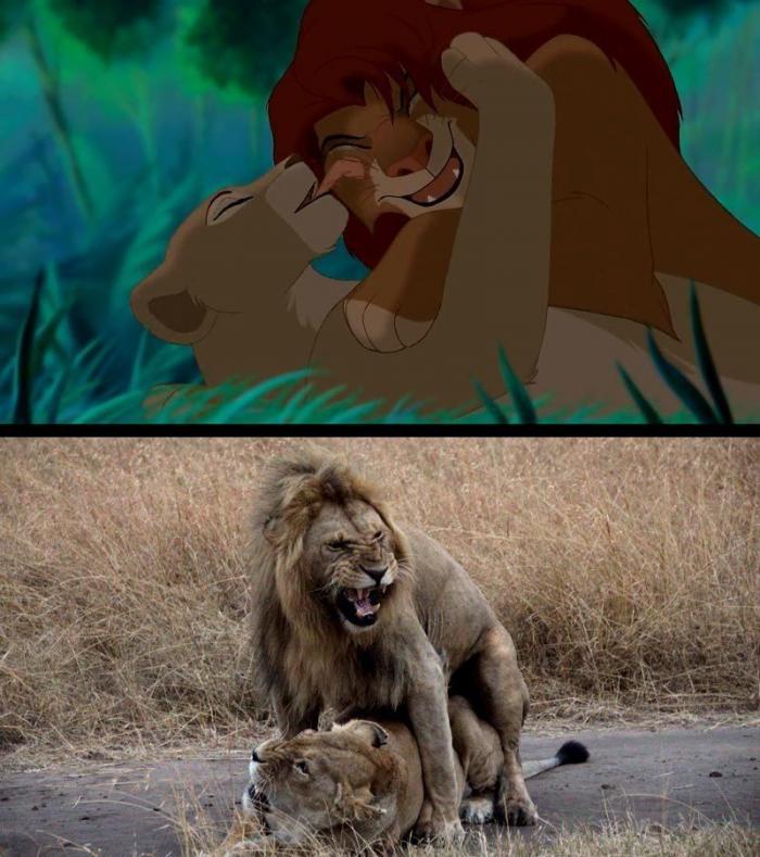 Estos son Simba y Mufasa, de 'El rey león', en la vida real (FOTOS)