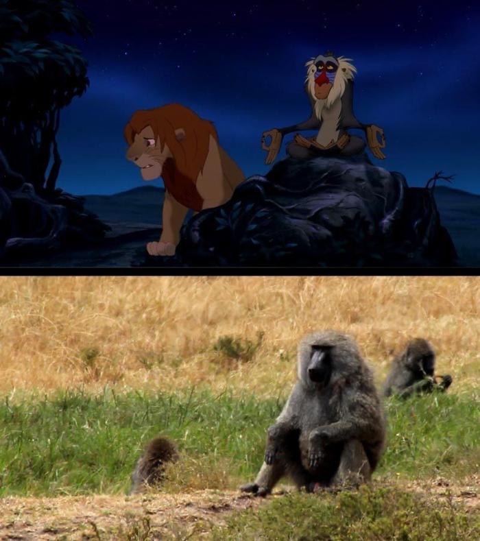 Estos son Simba y Mufasa, de 'El rey león', en la vida real (FOTOS)