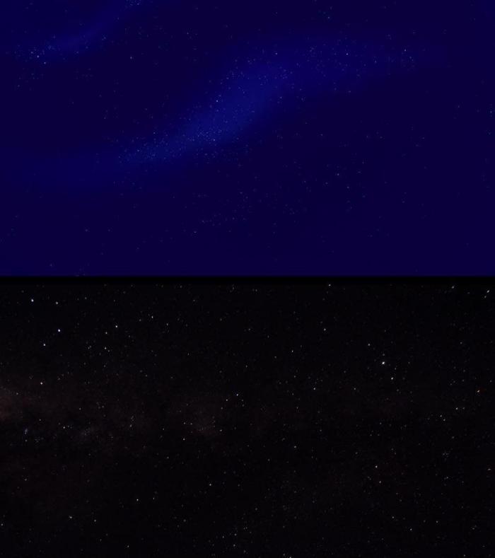 Estos son Simba y Mufasa, de 'El rey león', en la vida real (FOTOS)