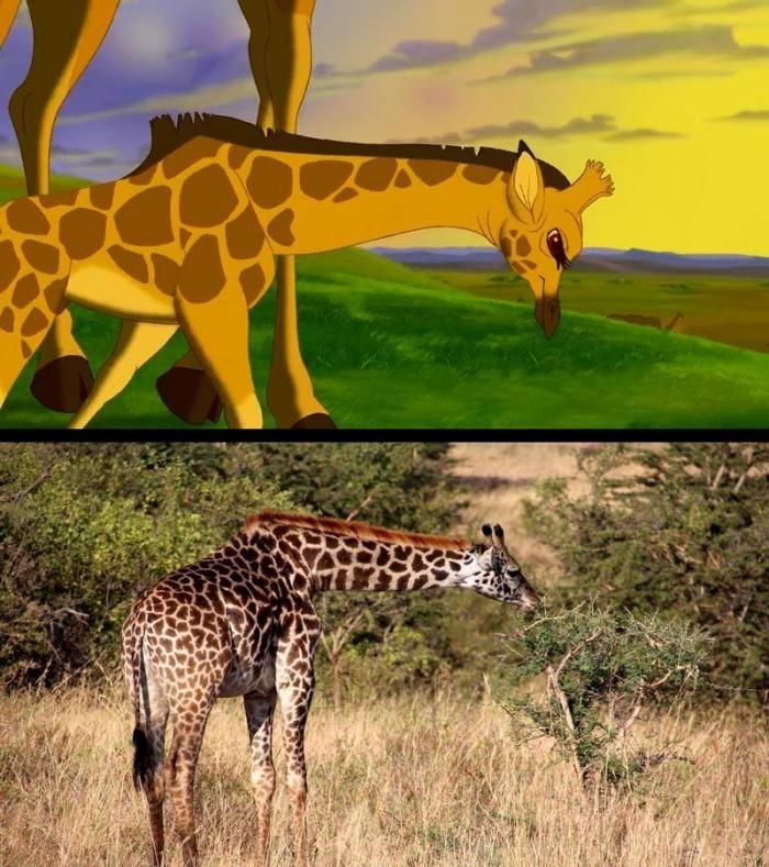 Estos son Simba y Mufasa, de 'El rey león', en la vida real (FOTOS)