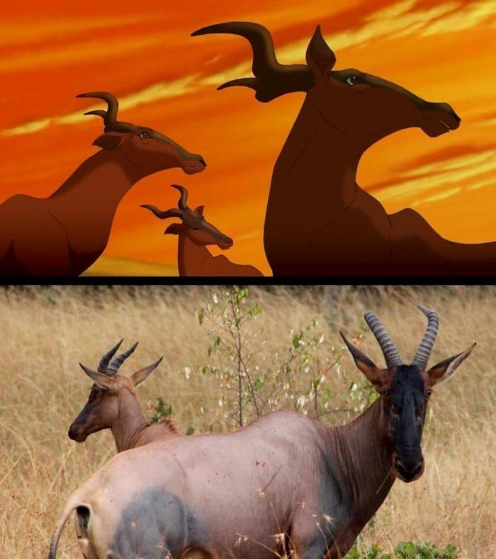 Estos son Simba y Mufasa, de 'El rey león', en la vida real (FOTOS)