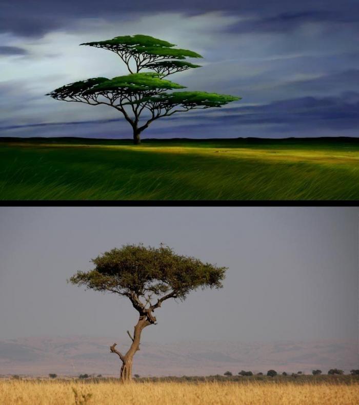 Estos son Simba y Mufasa, de 'El rey león', en la vida real (FOTOS)