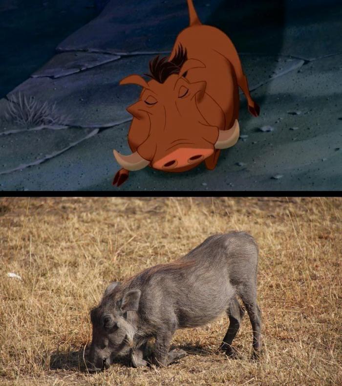 Estos son Simba y Mufasa, de 'El rey león', en la vida real (FOTOS)