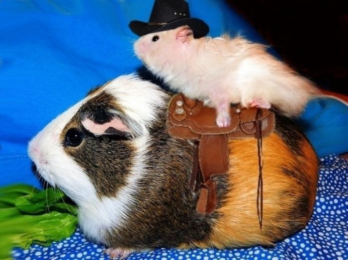 El disfraz de Zara que ha triunfado en Carnaval (pero no es como te esperas)