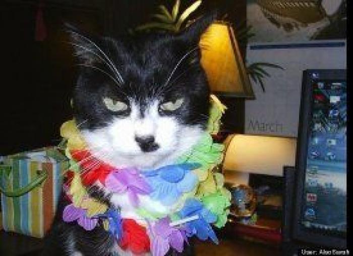 El disfraz de Zara que ha triunfado en Carnaval (pero no es como te esperas)