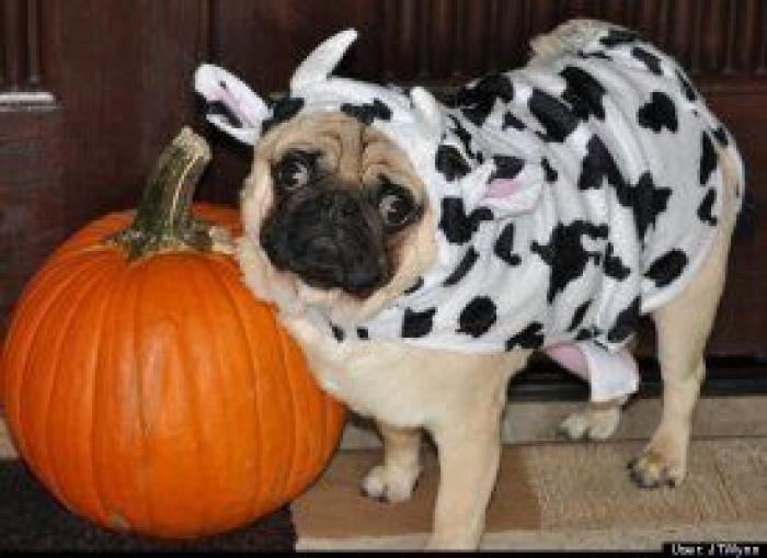 El disfraz de Zara que ha triunfado en Carnaval (pero no es como te esperas)