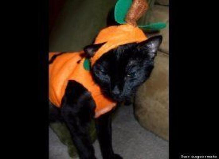 El disfraz de Zara que ha triunfado en Carnaval (pero no es como te esperas)