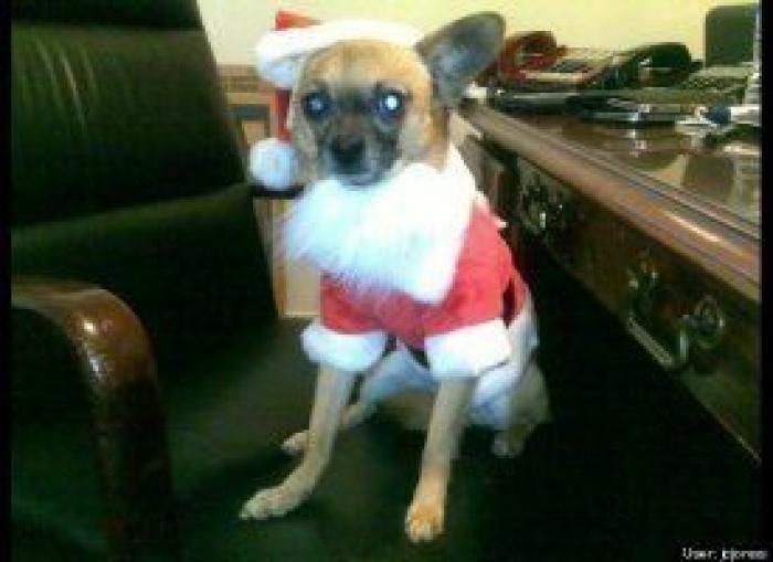 El disfraz de Zara que ha triunfado en Carnaval (pero no es como te esperas)