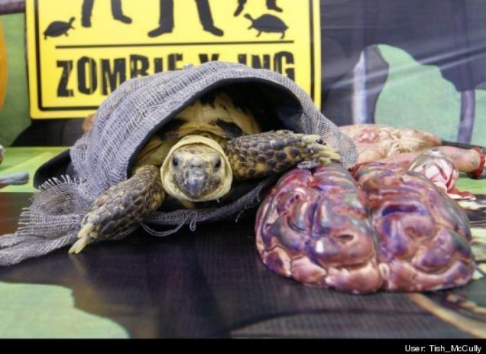 El disfraz de Zara que ha triunfado en Carnaval (pero no es como te esperas)