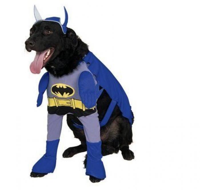 14 disfraces para que tu mascota arrase este carnaval (FOTOS)