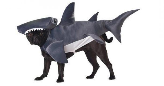 14 disfraces para que tu mascota arrase este carnaval (FOTOS)