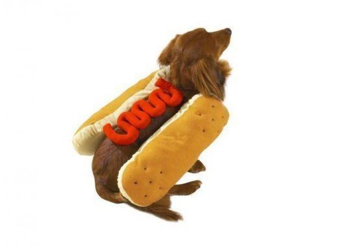 14 disfraces para que tu mascota arrase este carnaval (FOTOS)