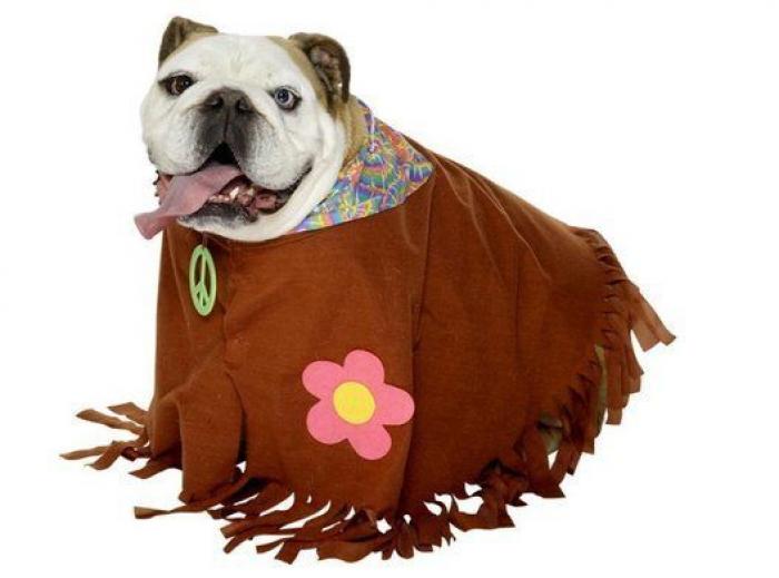 14 disfraces para que tu mascota arrase este carnaval (FOTOS)