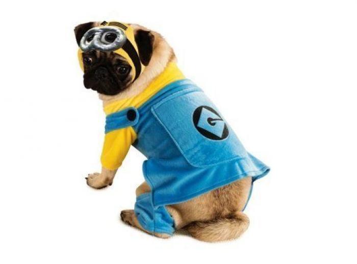 14 disfraces para que tu mascota arrase este carnaval (FOTOS)