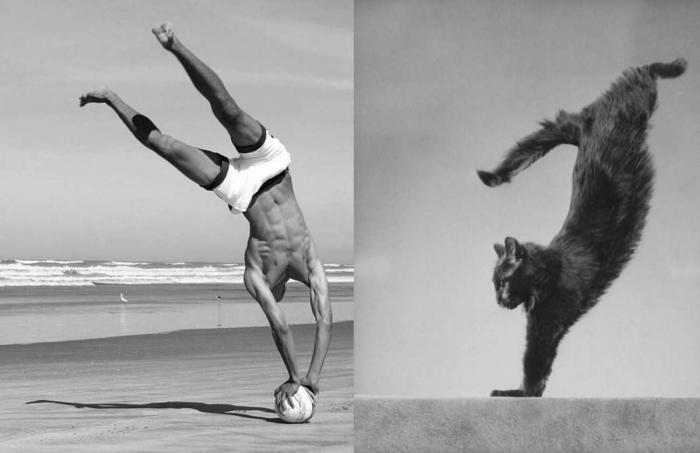 Cómo elegir la arena de gato que más te conviene a ti y a tu mascota